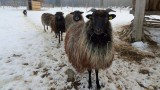 Ovečky jsou stálými obyvateli Keltského skanzenu v Nasavrkách (foto Ivana Hronová)