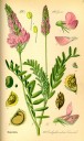 Vičenec ligrus (Onobrychis viciifolia)