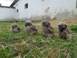 Nová generace sýčků - mláďata ornitologové kroužkují, aby bylo možné sledovat jejich pohyb po opuštění hnízda (foto Martin Šálek, ČSO)