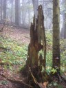 Ščúrnica – v horní části lesa (foto ČSOP)