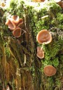Destice chřapáčová – byť na to nevypadá, je považována za jednu z nejlepších jarních hub (foto Jan Moravec)