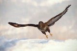  Pták roku 2021: káně lesní v letu (foto Pavel Smyczek)